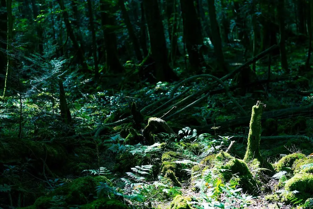 Aokigahara Forest